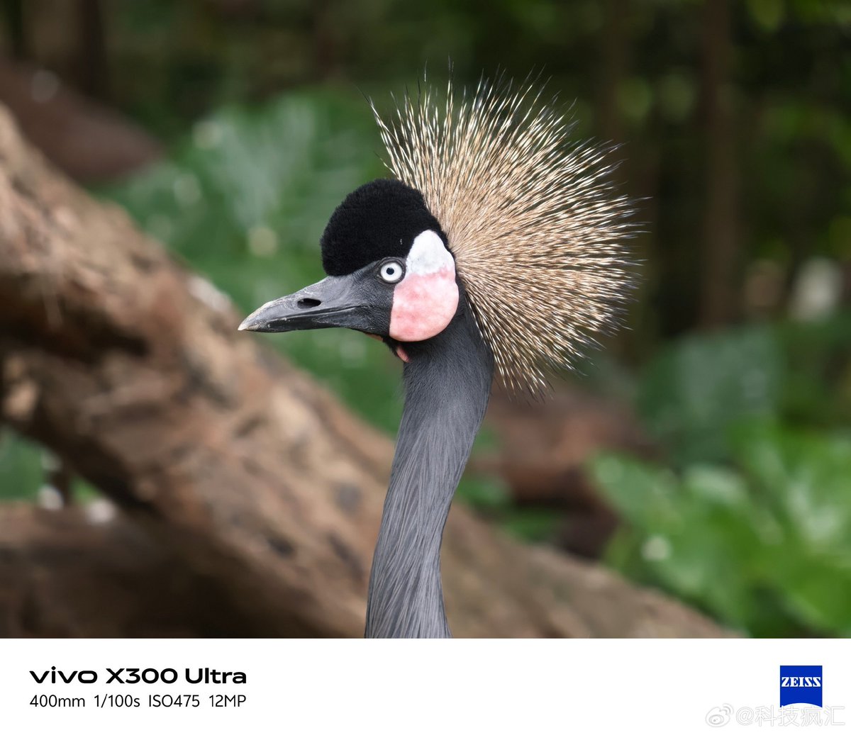 ayansonunigam's tweet image. Vivo X300 Ultra 🚨 

Bird Photography samples 👇😍 
#vivo #vivoX300Ultra #OriginOS6