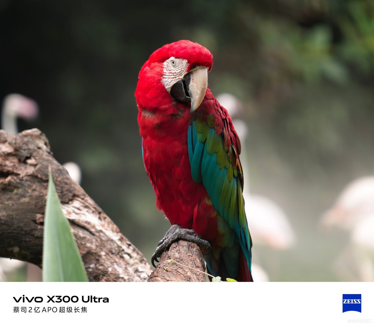 ayansonunigam's tweet image. Vivo X300 Ultra 🚨 

Bird Photography samples 👇😍 
#vivo #vivoX300Ultra #OriginOS6