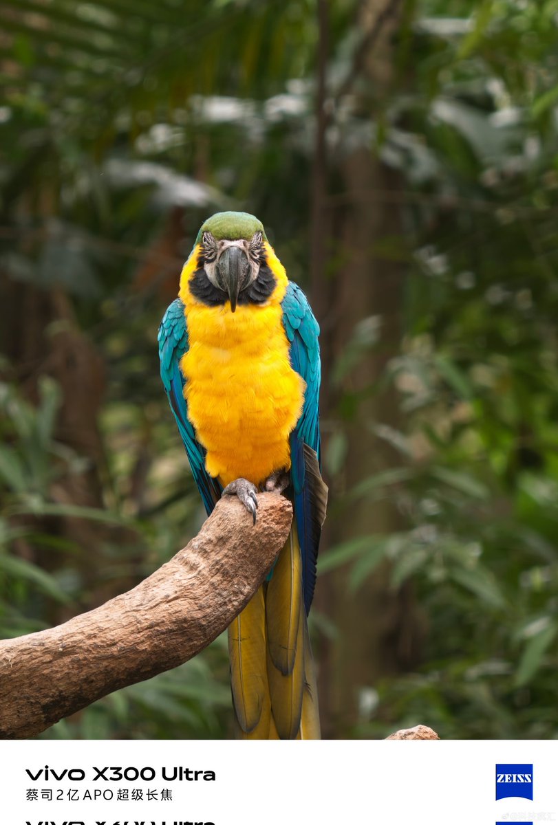 ayansonunigam's tweet image. Vivo X300 Ultra 🚨 

Bird Photography samples 👇😍 
#vivo #vivoX300Ultra #OriginOS6