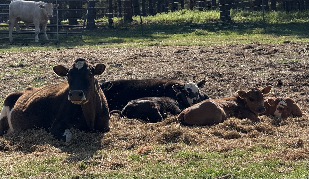 JohnMorgan64's tweet photo. Good morning all from my little farm in Georgia, Piper is babysitting https://t.co/vwh4lXjnWE