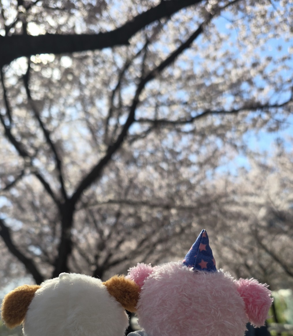 Kyumae Cho tweet media