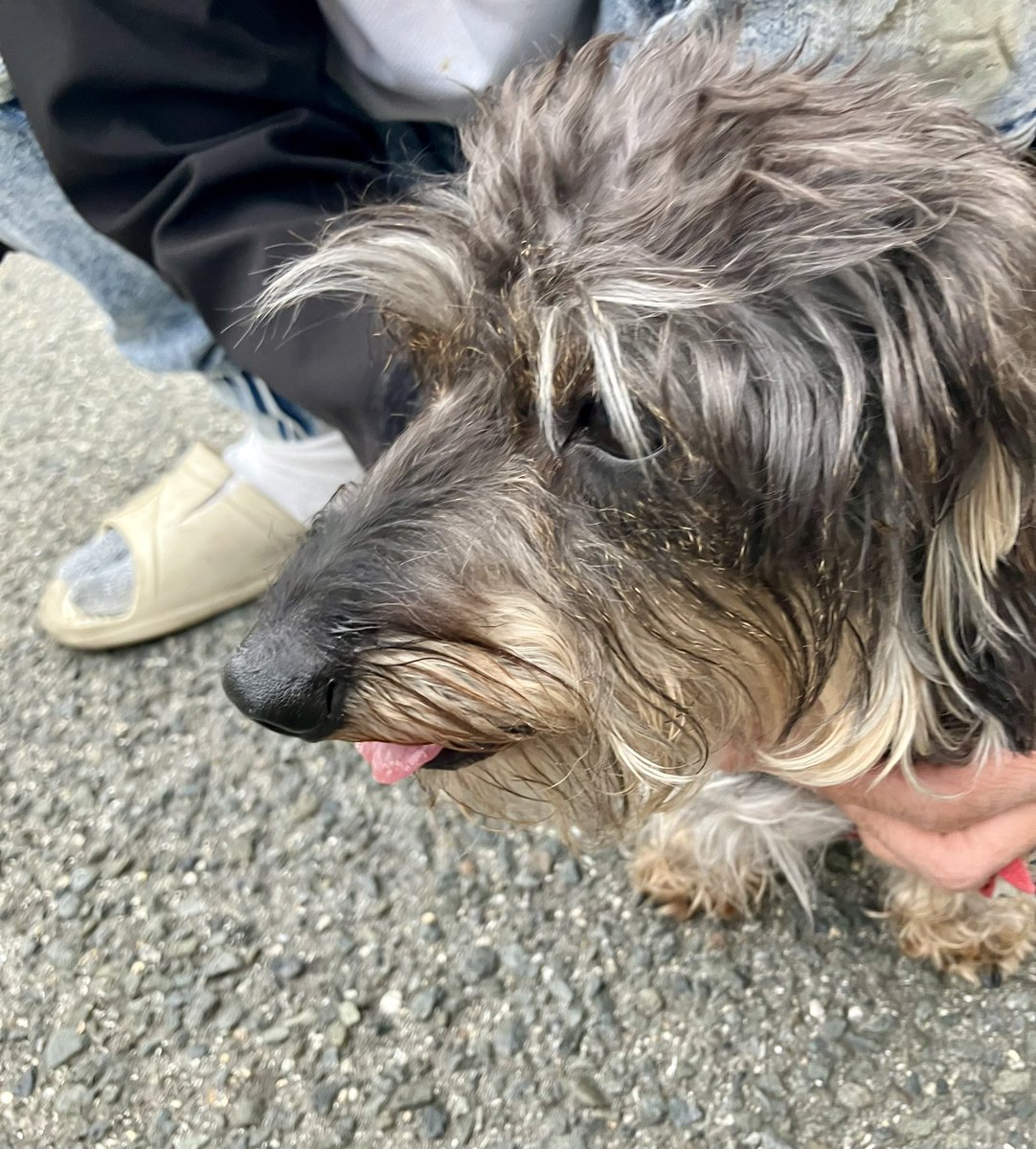 ヘリコプタム tweet media