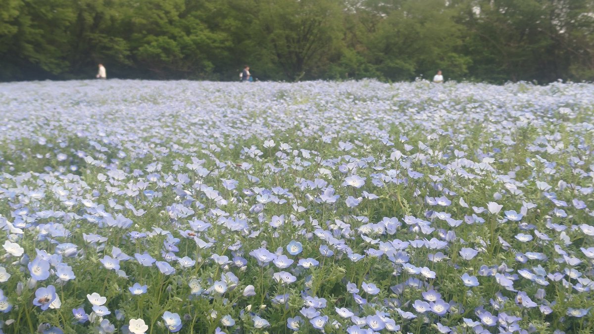 ネモフィラ見に行ってきた
ヤマツツジやハナミズキもきれいに咲いてた！