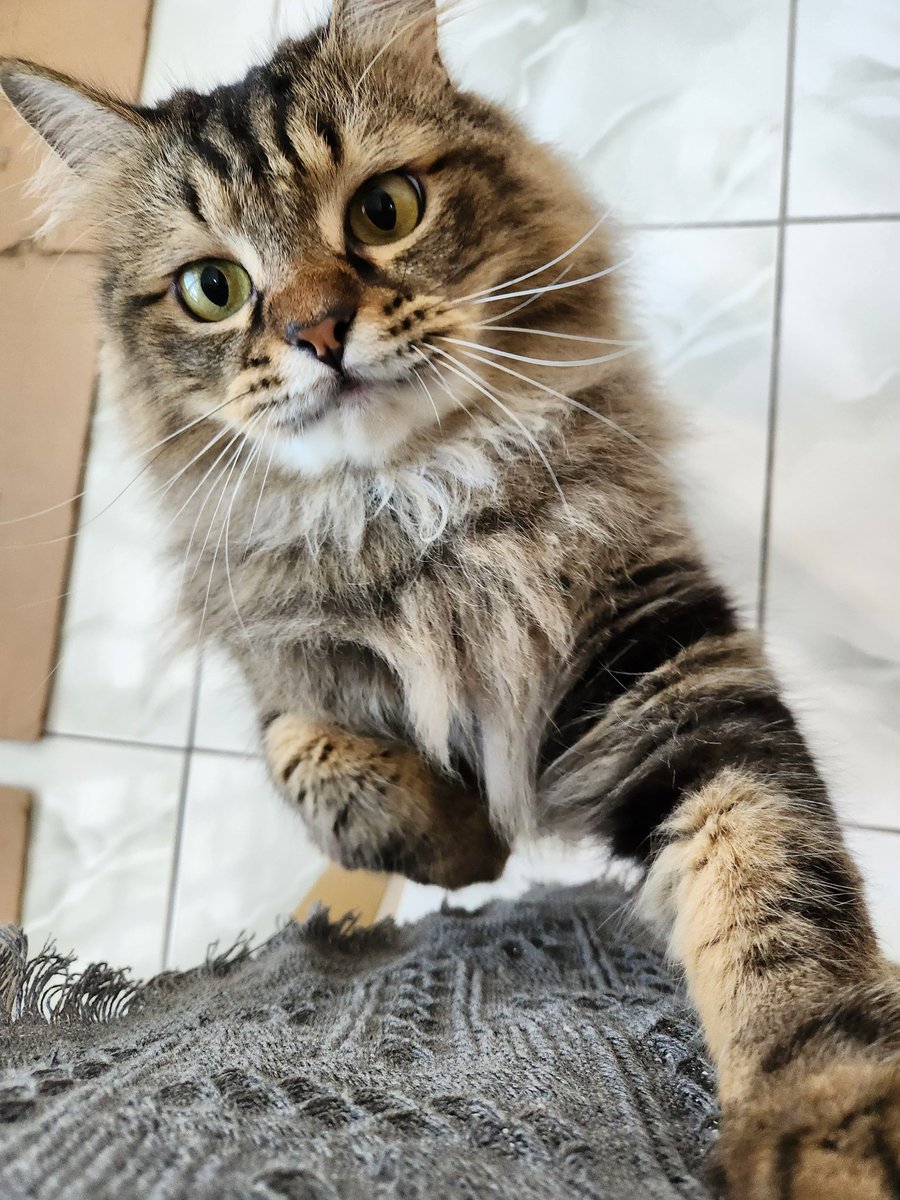 Kevin Mulia tweet media