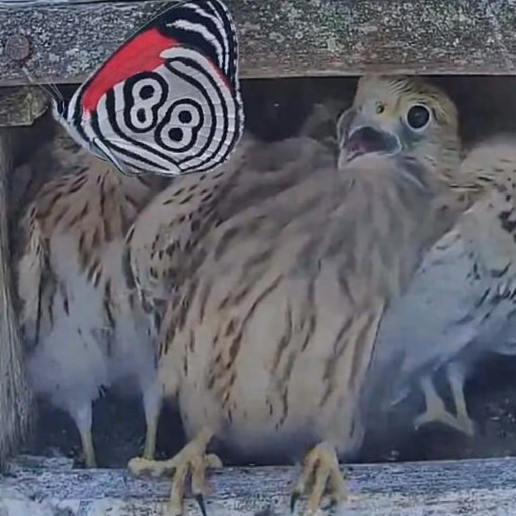 Uubzu v4 tweet media