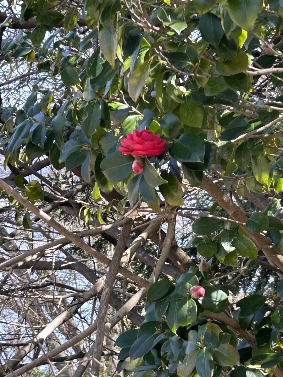 東北大学浅虫海洋生物学教育研究センター tweet media