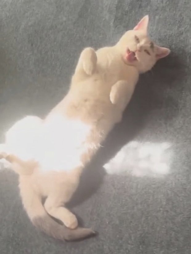 Marshmallow and Oreo🇦🇺🐾😺 tweet media