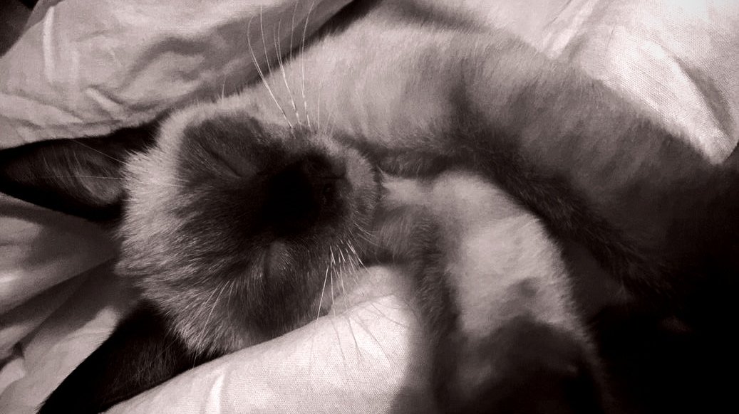 𝐕Ø𝗹𝗞𝐙𝗜𝗡𝗦 ﳭ 狼 !! tweet media