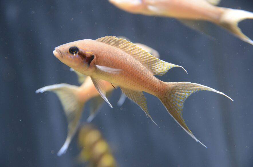 sakanato_'s tweet photo. 捕食されやすいほどグループで子育て？
アフリカ生息の熱帯魚＜シクリッド＞大きさと協同繁殖の関係が示される
▶︎https://t.co/ykQ9QL0TnI

タンガニイカ湖のシクリッドにおいて、親以外が育児を助ける「共同繁殖」が、約400万年前から少なくとも7回、独立して進化したことが判明しました🐟 https://t.co/fDEvx5Ozna