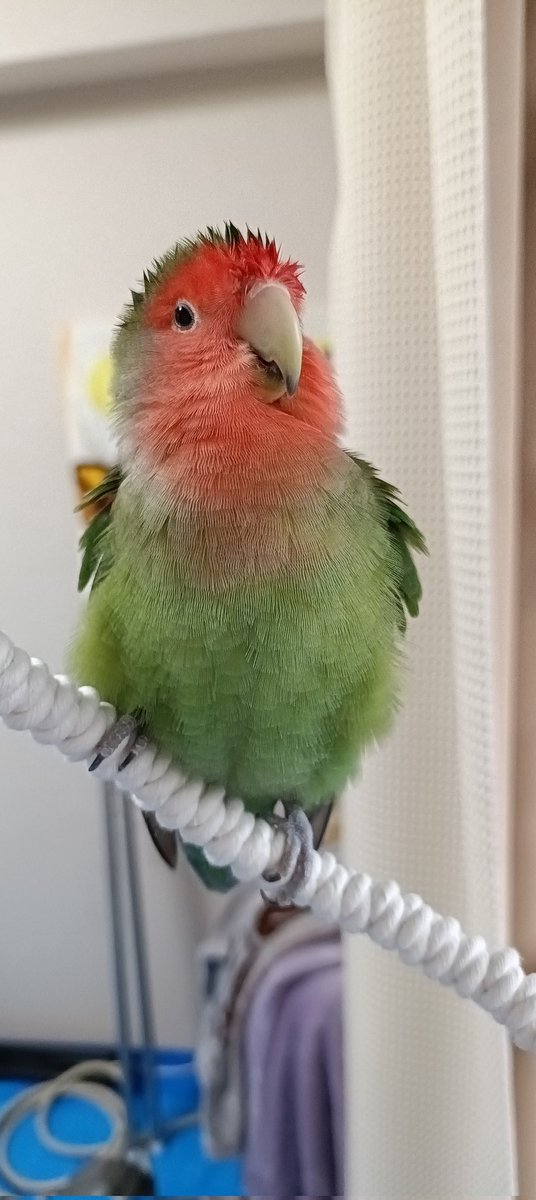ピースカルテット tweet media