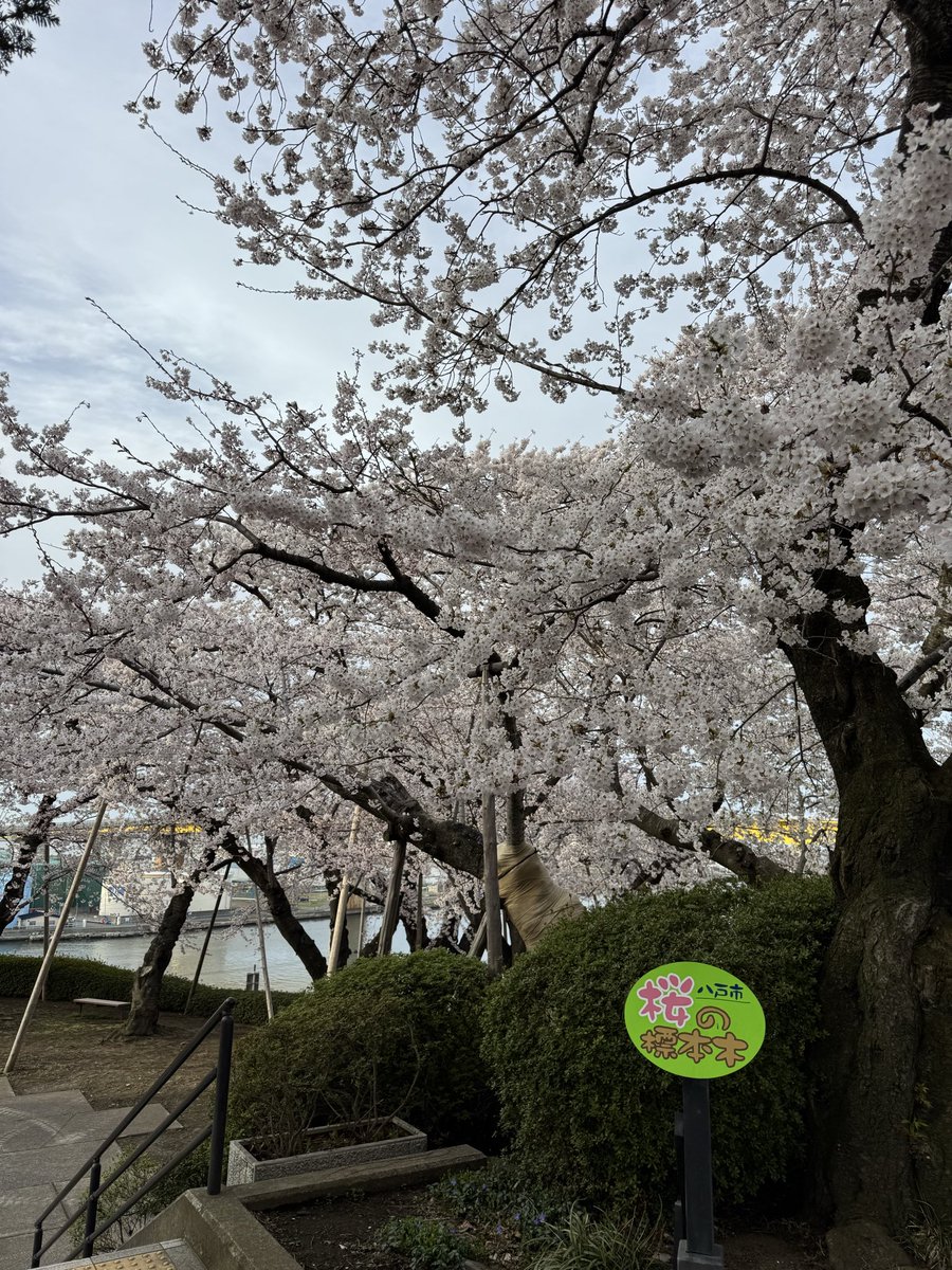 cs0000407's tweet image. #八戸 
#桜
#MINI
八戸の桜🌸もほぼ満開に近い😊今週末がピークかなぁ
先日の強風にも負けず良く頑張った🫡
館鼻公園😏