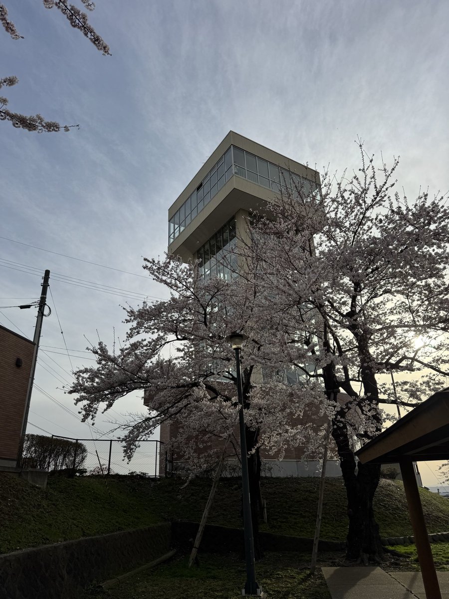 cs0000407's tweet image. #八戸 
#桜
#MINI
八戸の桜🌸もほぼ満開に近い😊今週末がピークかなぁ
先日の強風にも負けず良く頑張った🫡
館鼻公園😏