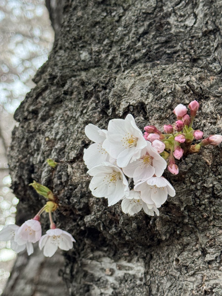 cs0000407's tweet image. #八戸 
#桜
#MINI
八戸の桜🌸もほぼ満開に近い😊今週末がピークかなぁ
先日の強風にも負けず良く頑張った🫡
館鼻公園😏