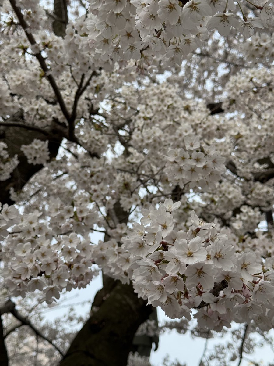 cs0000407's tweet image. #八戸 
#桜
#MINI
八戸の桜🌸もほぼ満開に近い😊今週末がピークかなぁ
先日の強風にも負けず良く頑張った🫡
館鼻公園😏