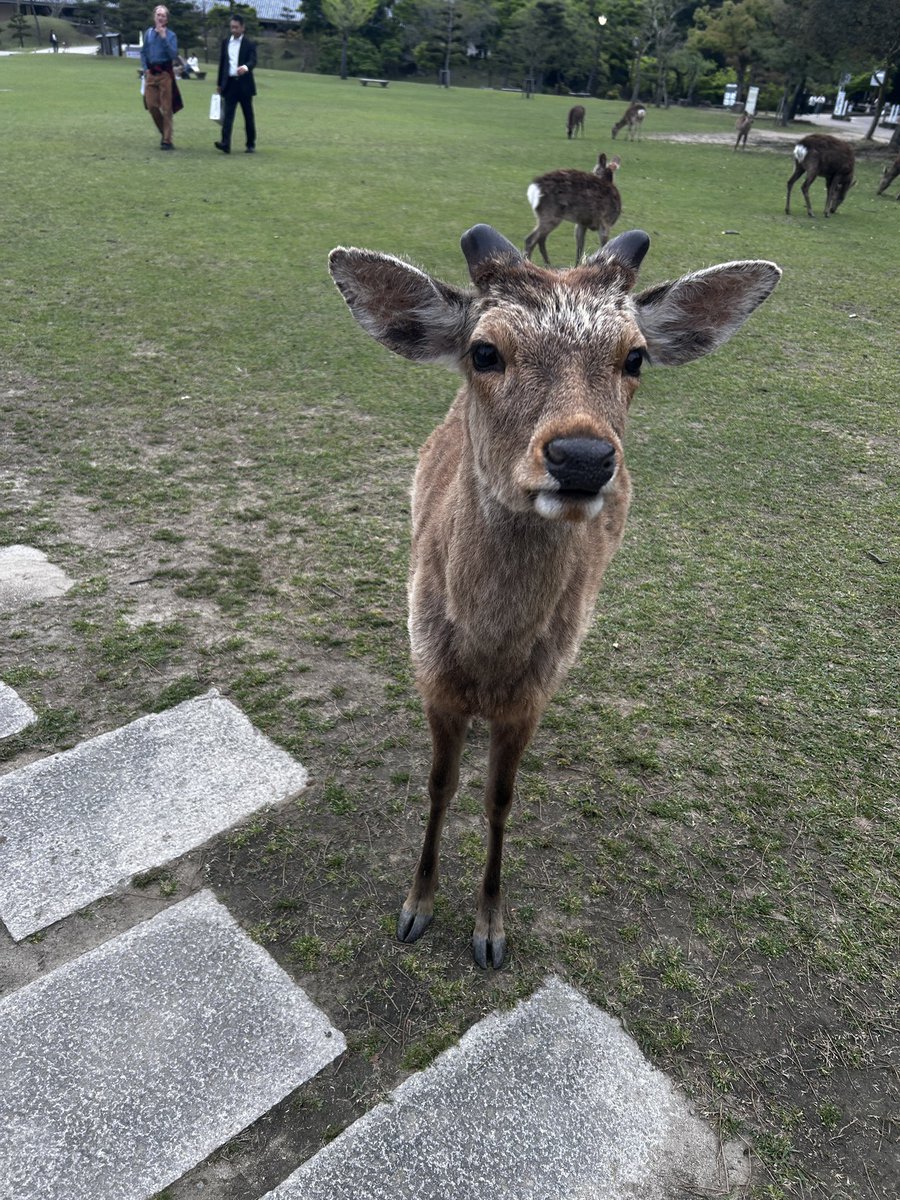 🙇‍♂️鹿せんべいは持って無いっす💦

🫎んん〜っ💢