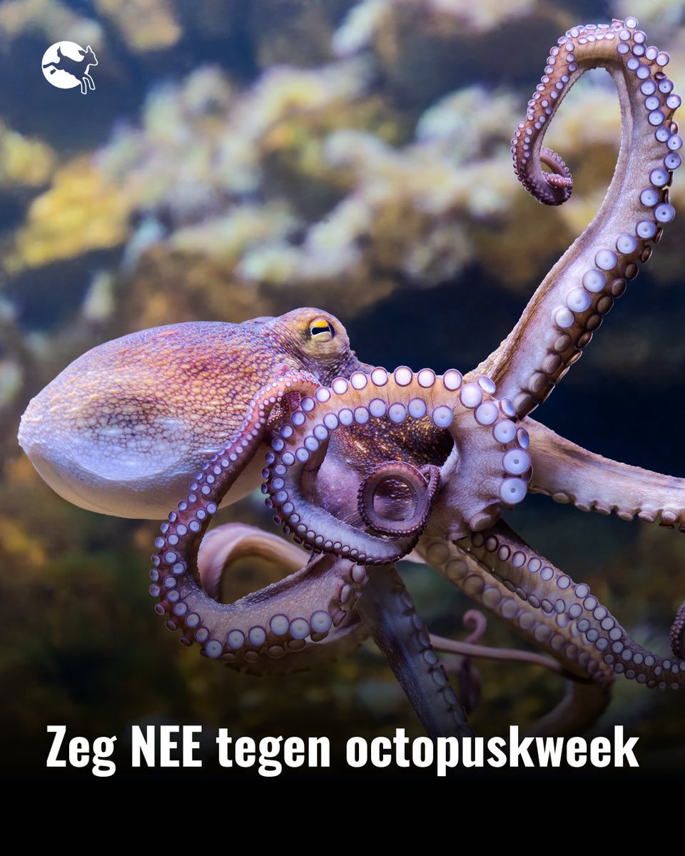 ciwfnl's tweet photo. 🐙 Spanje wil een octopuskwekerij bouwen waar jaarlijks 1 miljoen dieren worden opgesloten en gedood. Dit is dierenleed! 🚨We moeten de octopuskweek stoppen voordat ze begonnen is. Teken nu de petitie: https://t.co/2lXPNrV5Co https://t.co/RTFb3Te3Sl