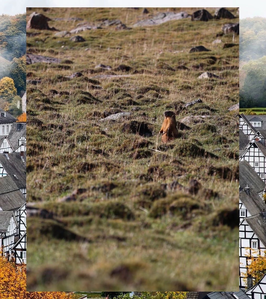 Justin Haulin tweet media