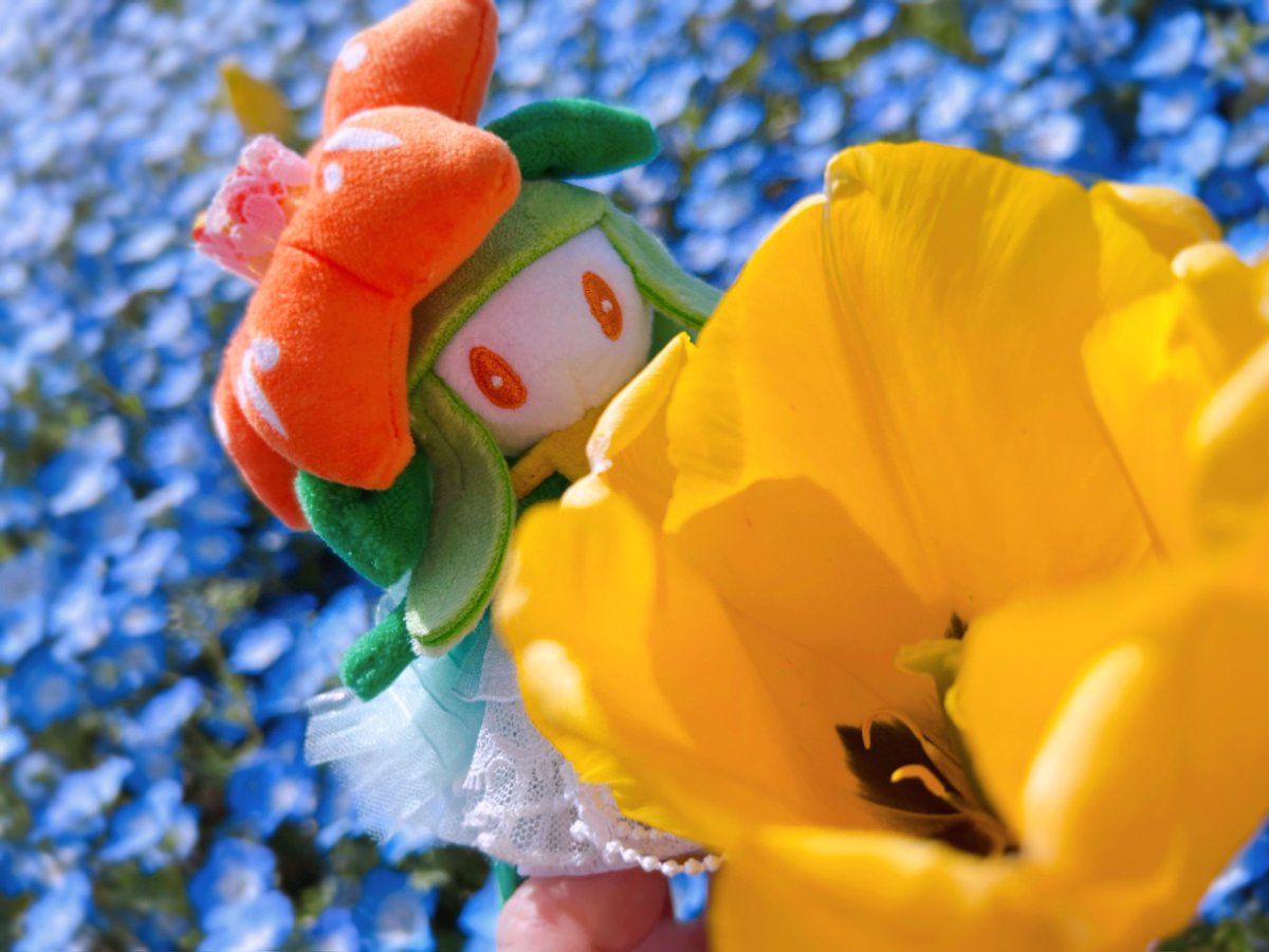 みひめかおり tweet media