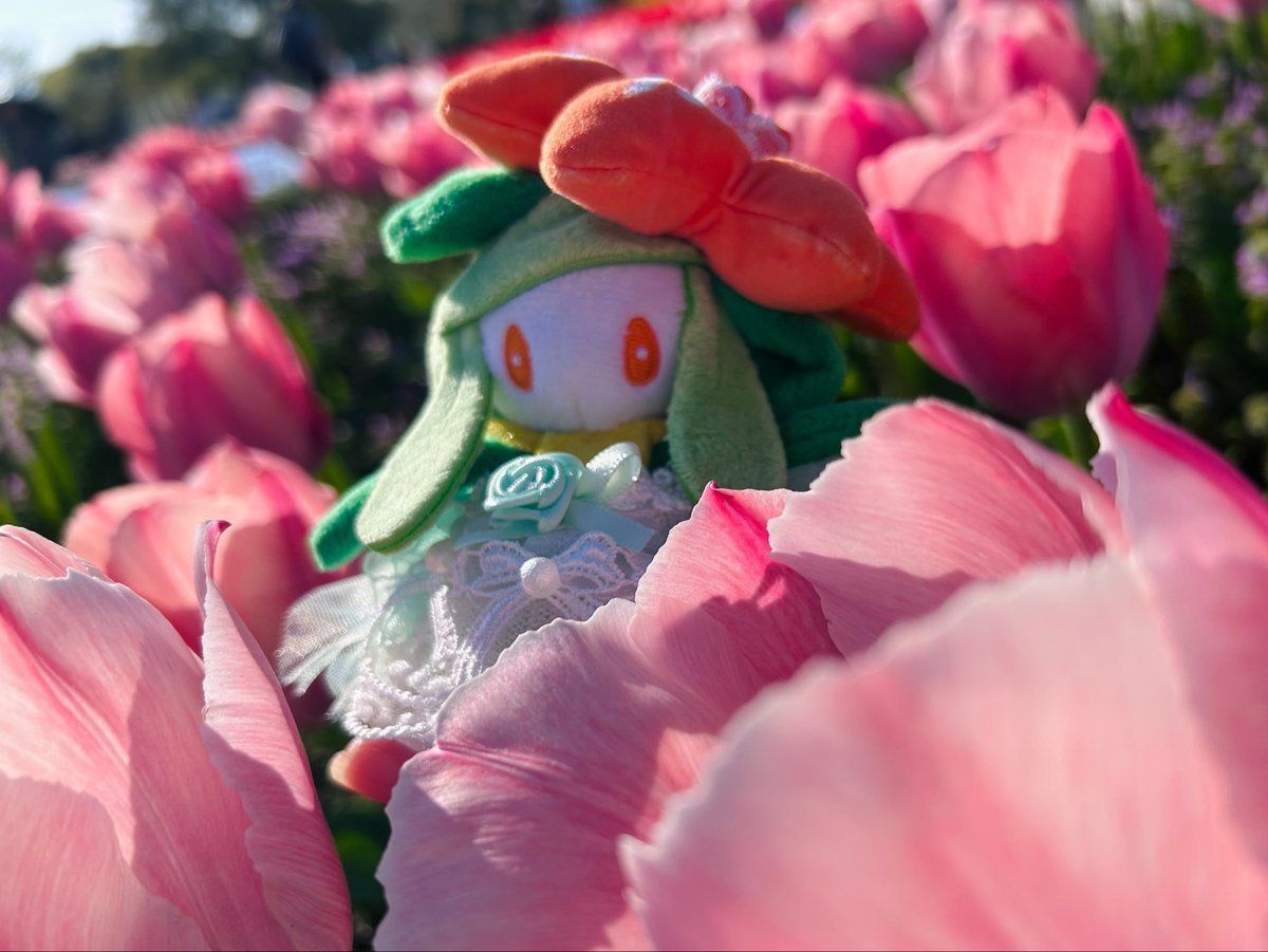 みひめかおり tweet media