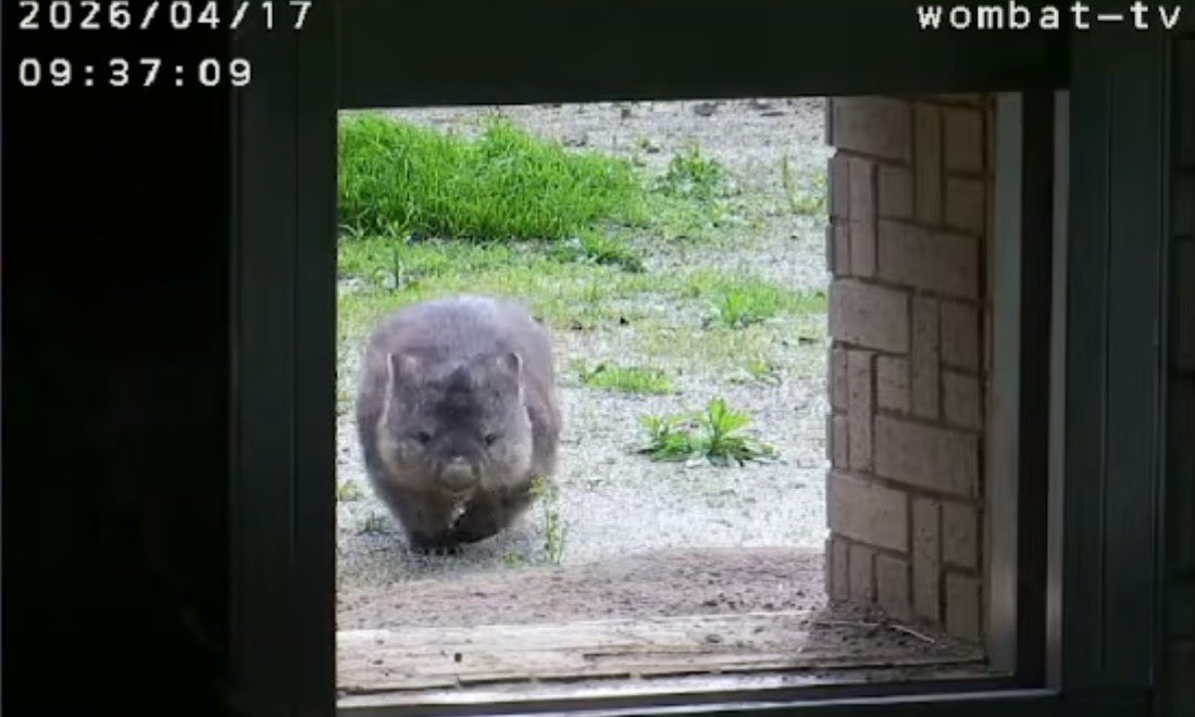 wom_8_womchan's tweet photo. だんだん近付くフクチャン☺️
#五月山動物園ウォンバット #フクちゃん #wombat #wombattv #五月山動物園 #ウォンバットてれび #ウォンバットテレビ #satsukiyamadayzoo #dayzoo https://t.co/ncS2Pa9pkJ