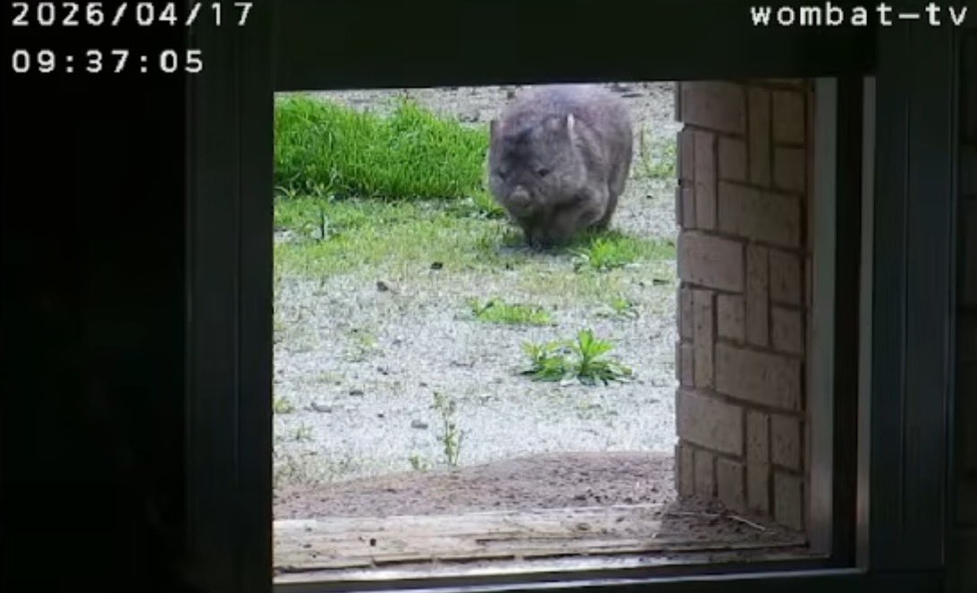 wom_8_womchan's tweet photo. だんだん近付くフクチャン☺️
#五月山動物園ウォンバット #フクちゃん #wombat #wombattv #五月山動物園 #ウォンバットてれび #ウォンバットテレビ #satsukiyamadayzoo #dayzoo https://t.co/ncS2Pa9pkJ