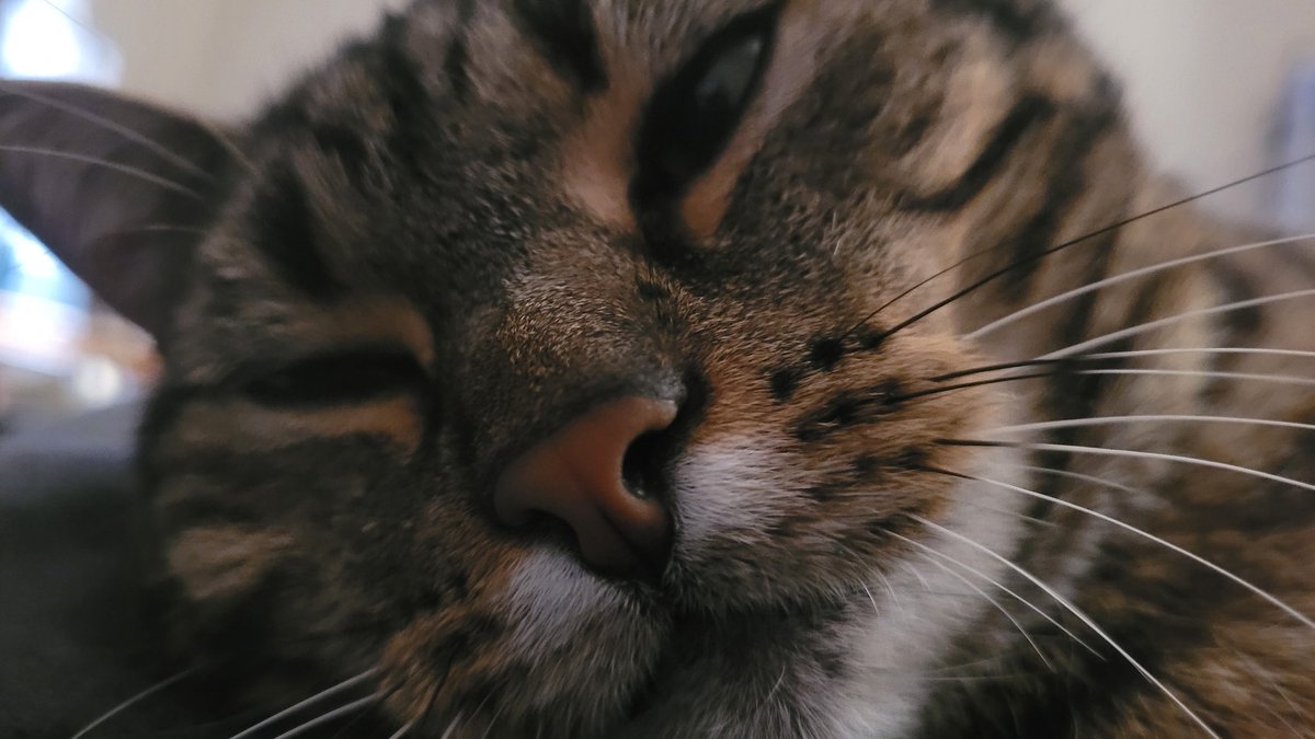 Silenye/Mother of cats tweet media