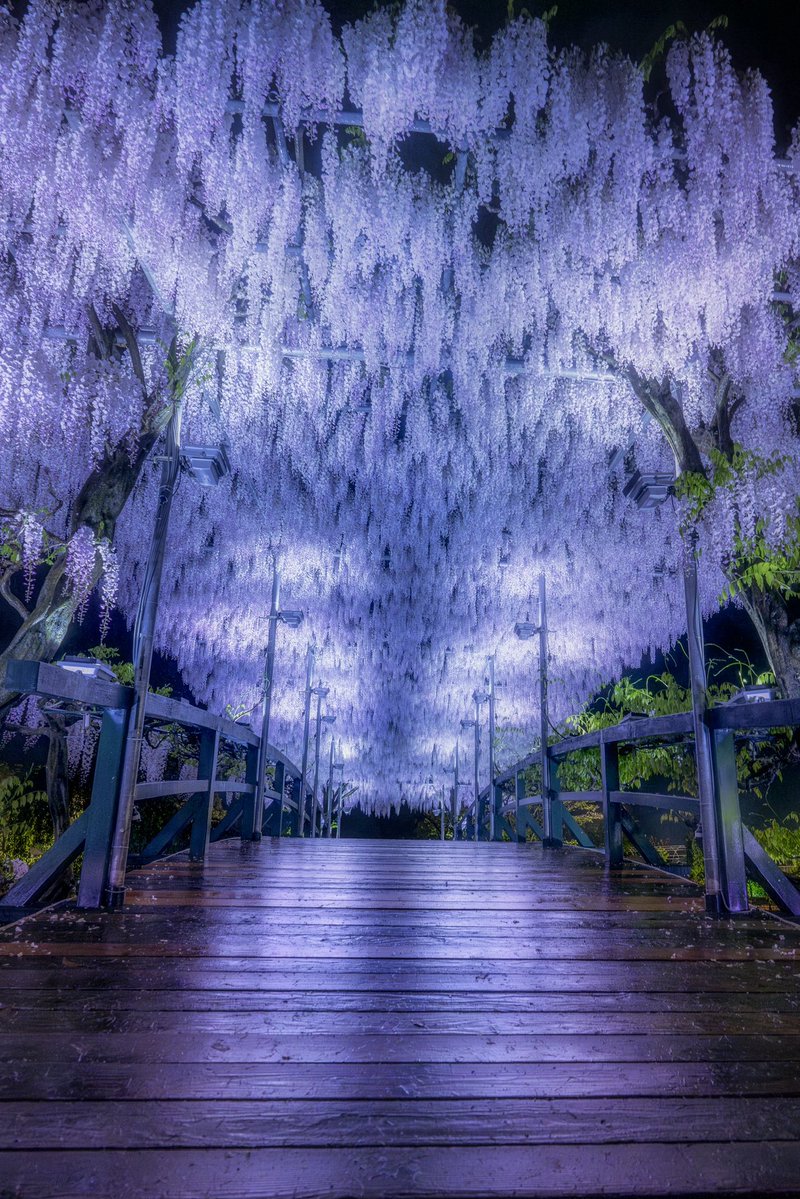 ポムの蒼。(ポムノアオ) tweet media