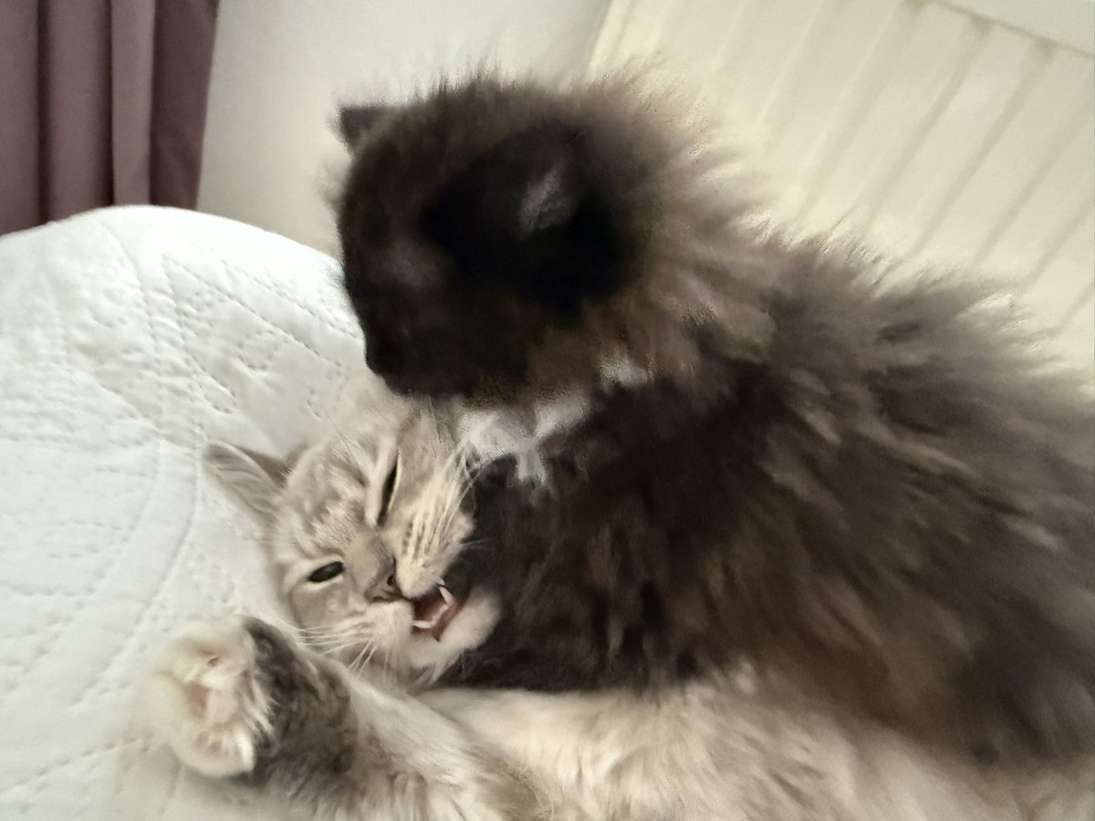 Sarah Evans tweet media