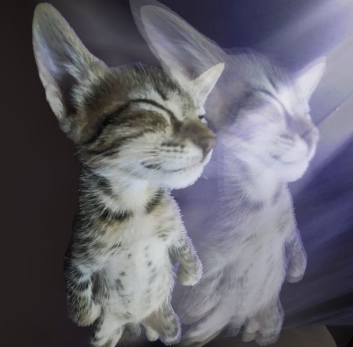 غاليةة الأثمان tweet media