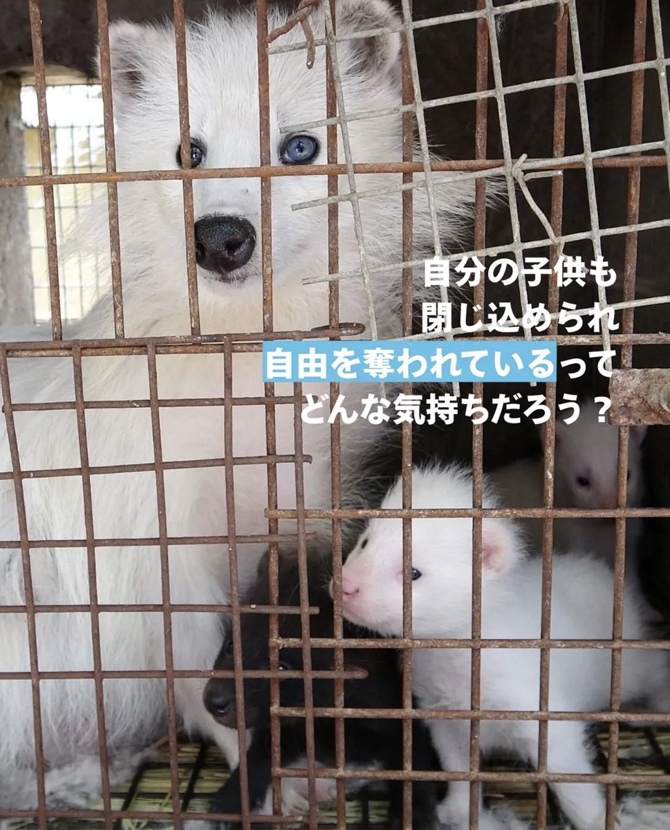 すべての動物に権利を tweet media