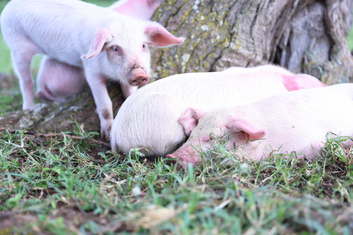 soscvrwanda's tweet image. In February 2025, two Village Savings groups were formed, bringing together parents of #children and young people living with disabilities. What started as small gatherings became spaces of #trust, shared #responsibility and #hope.

Read the story below;

sos-rwanda.org/news/latest-ne…