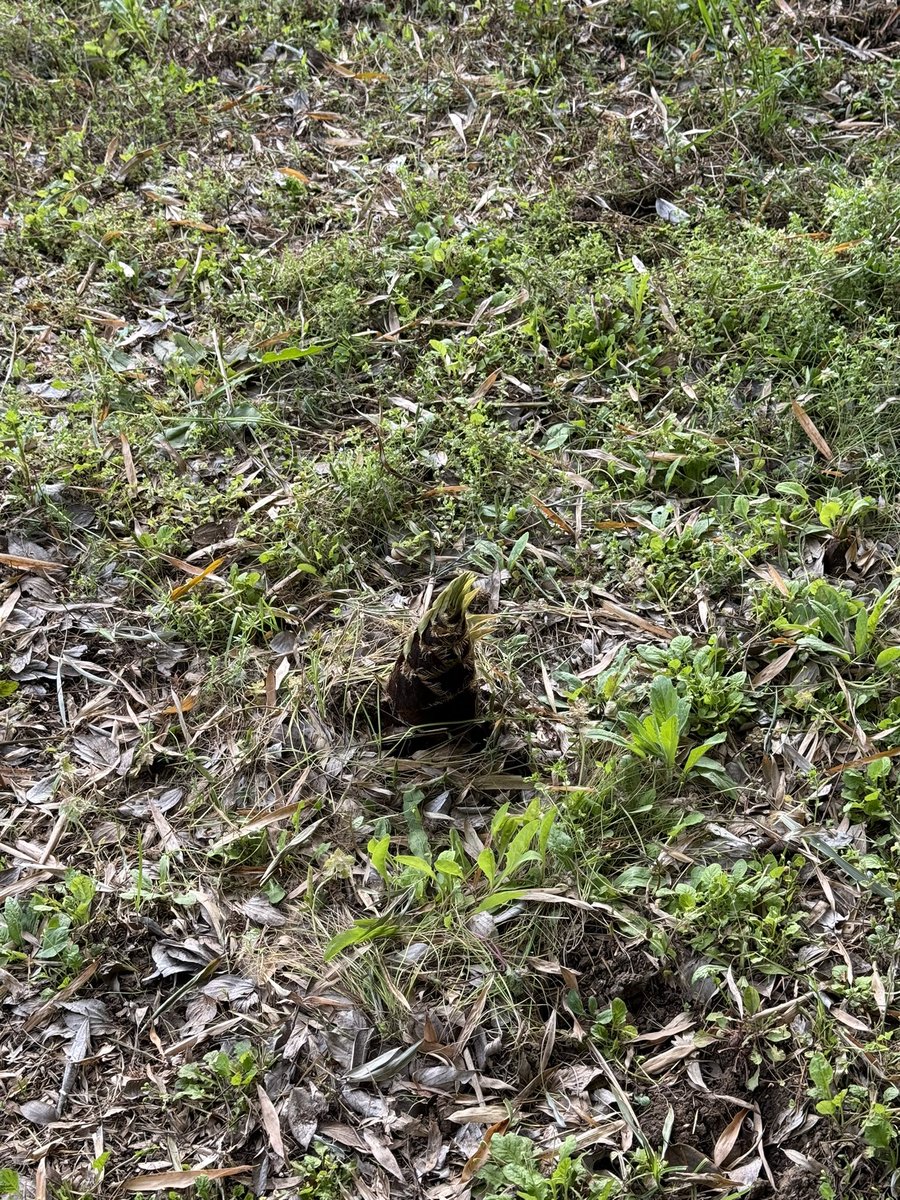 せーご{DAEG} tweet media