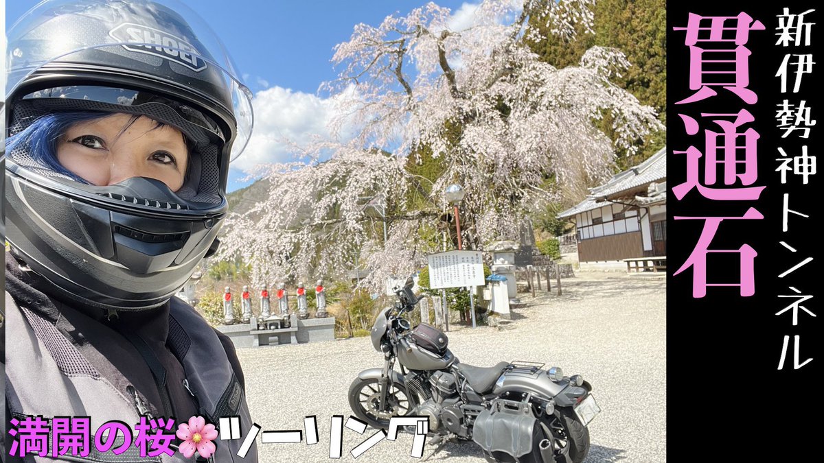 sanii2680's tweet photo. 本日19時更新！Youtube✨
新伊勢神トンネルの貫通石と、
満開の桜ツーリングをお届けします🌸
https://t.co/260ROBvykQ https://t.co/YkZWxVlyrg