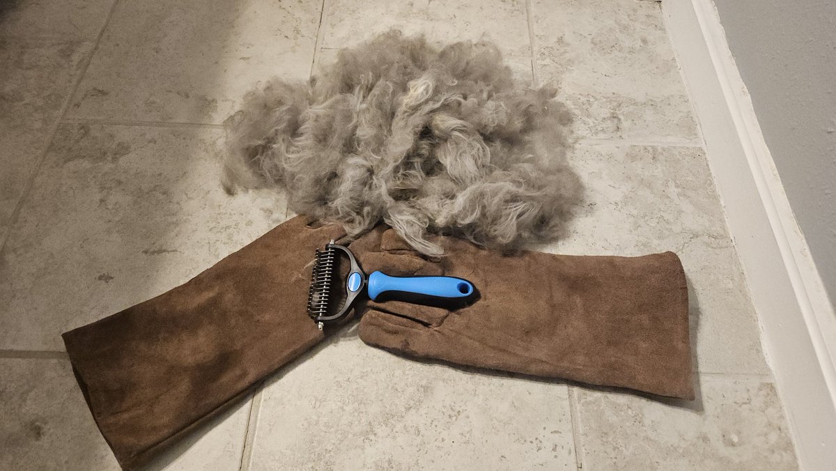 Fight night at the Appa-llo (my cat's name is Appa)