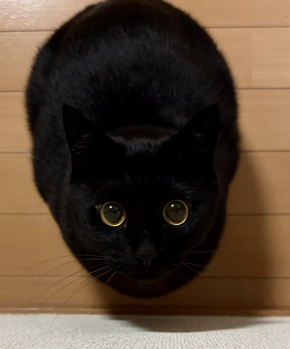 𖥻 ׁ ׅ Daily Elio ! ׁ ׅ 🐈‍⬛ tweet media