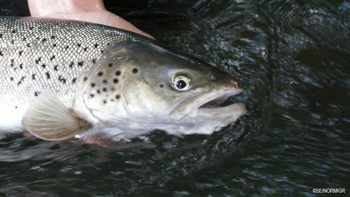 Fédération Nationale de la Pêche en France tweet media