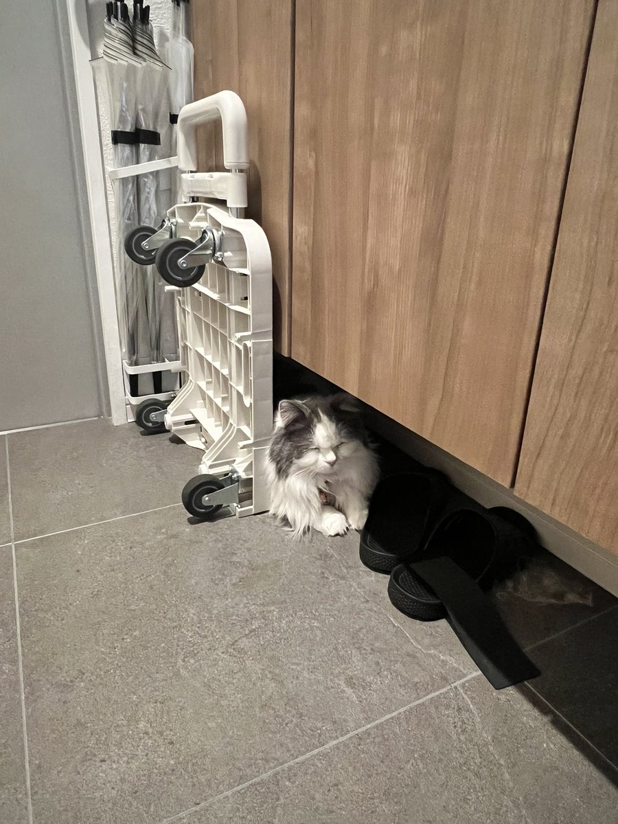 はんく tweet media