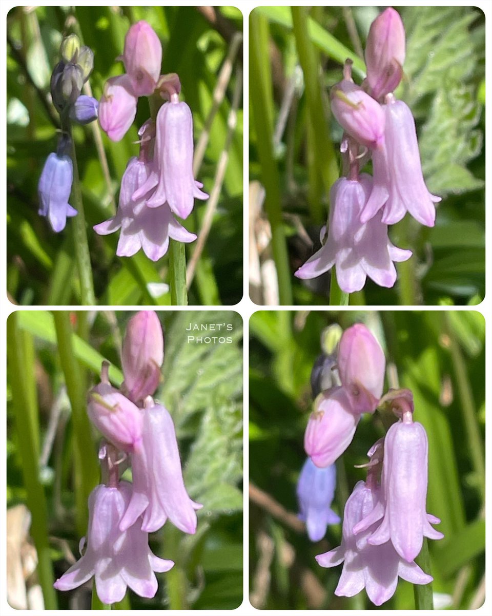 shypixie76's tweet image. Good morning ☕️ 
Spanish bluebells in the woods 
A rare sighting to see the pink variety 
Happy Friday everyone 🩷💙🌿
#FlowersOnFriday #Bluebells 
#FlowerPhotography