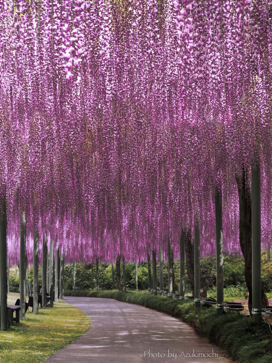 小豆餅乃部屋 ⚘ ⡱ tweet media