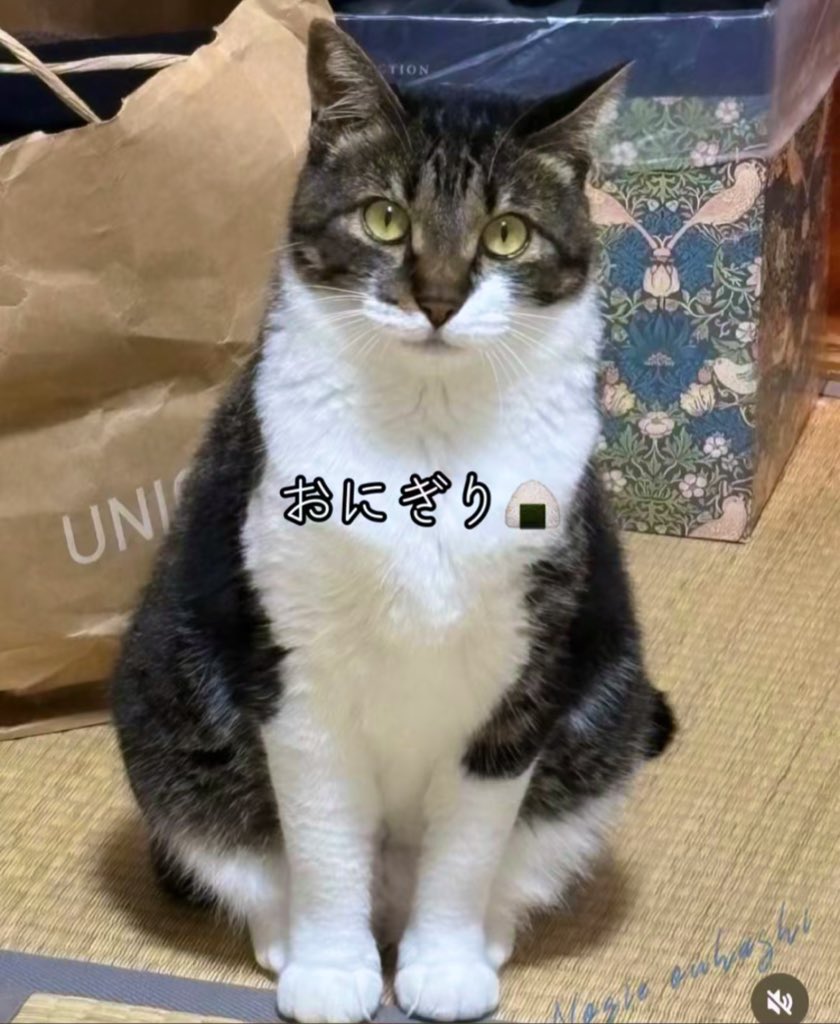 194Link1's tweet photo. ミィヤちゃん4歳 https://t.co/OEHGypluNR