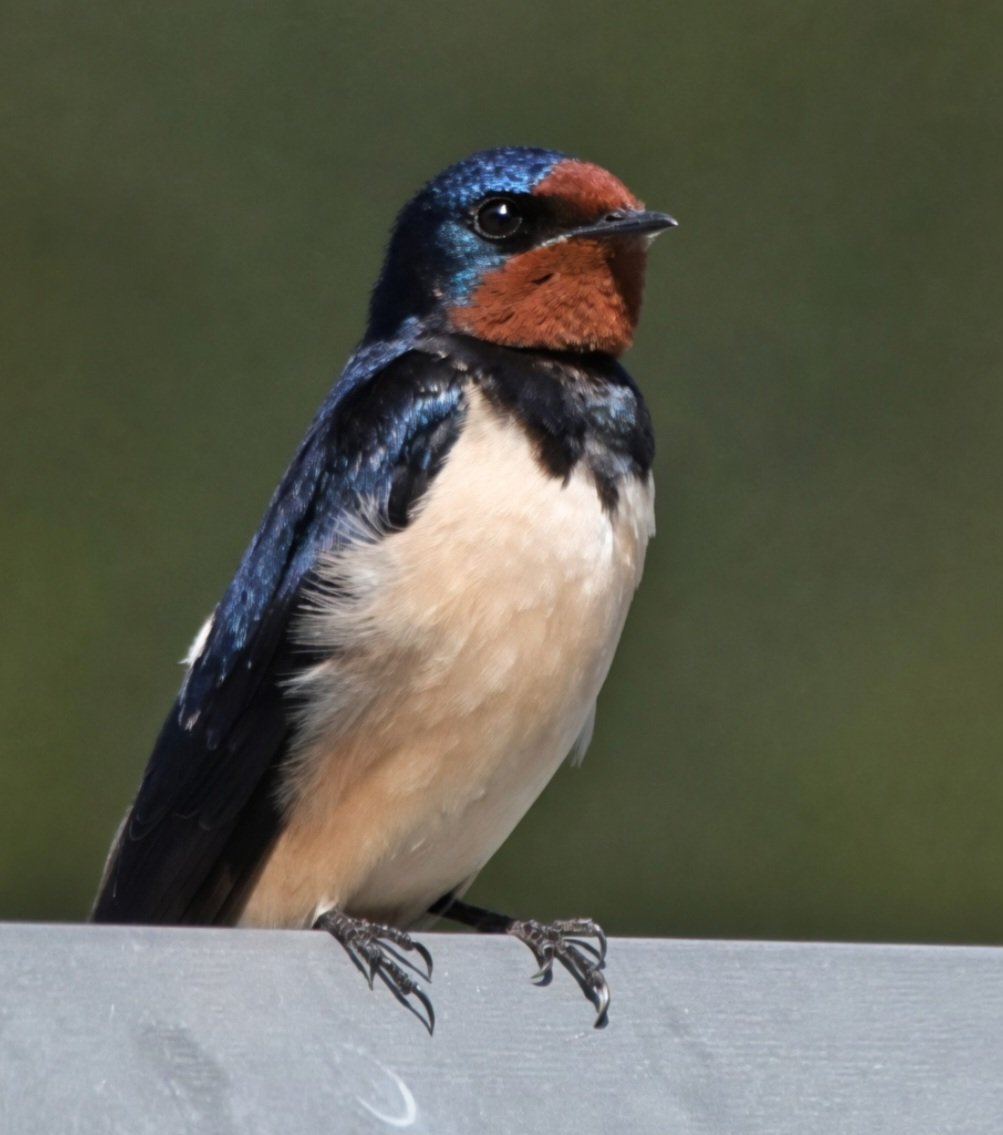 GweebarraG's tweet image. Fáinleog - Swallows are on the Amber list in Ireland now.  The 'wee wanderer' has yet to return this year but we're waiting! #FridaysForFuture