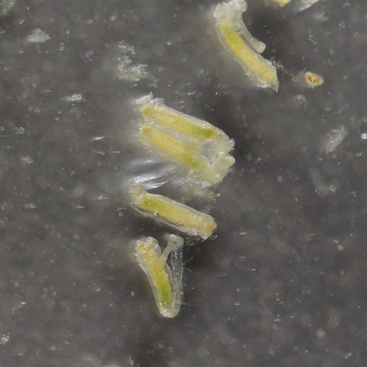 アース tweet media