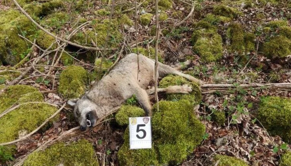 BBstelladelnord's tweet image. ⛔️Le bestie non sono i lupi, ma chi li sta sterminando!⛔️Parco nazionale d’Abruzzo, Lazio e Molise: 10 lupi uccisi in pochi giorni Ipotesi avvelenamento. Il #wwf: «Uno dei più gravi crimini di natura degli ultimi 10 anni» @follower #molise #abruzzo #Lazio