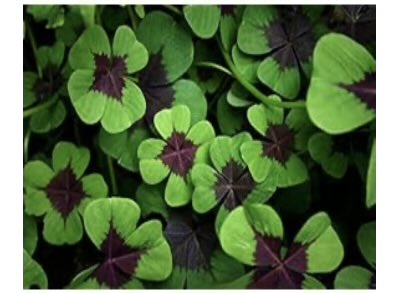 pawpaw_ray's tweet image. 🌞Good Morning, neighbors🌞
Awake at 04:26 Indiana time🇺🇸 (09:26🇮🇪)
🙏Thanking God for 7 hours #sleep!🙏

⭐️Is your weekend #weather cooperating with your plans?⭐️

We have rain/freezing weather forecast.
Instead of planting outside, we are starting our #Irish plants inside.