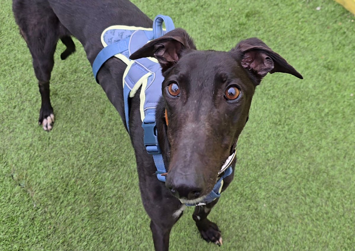 DogsTrust West Calder (Edinburgh) and Dundee tweet media