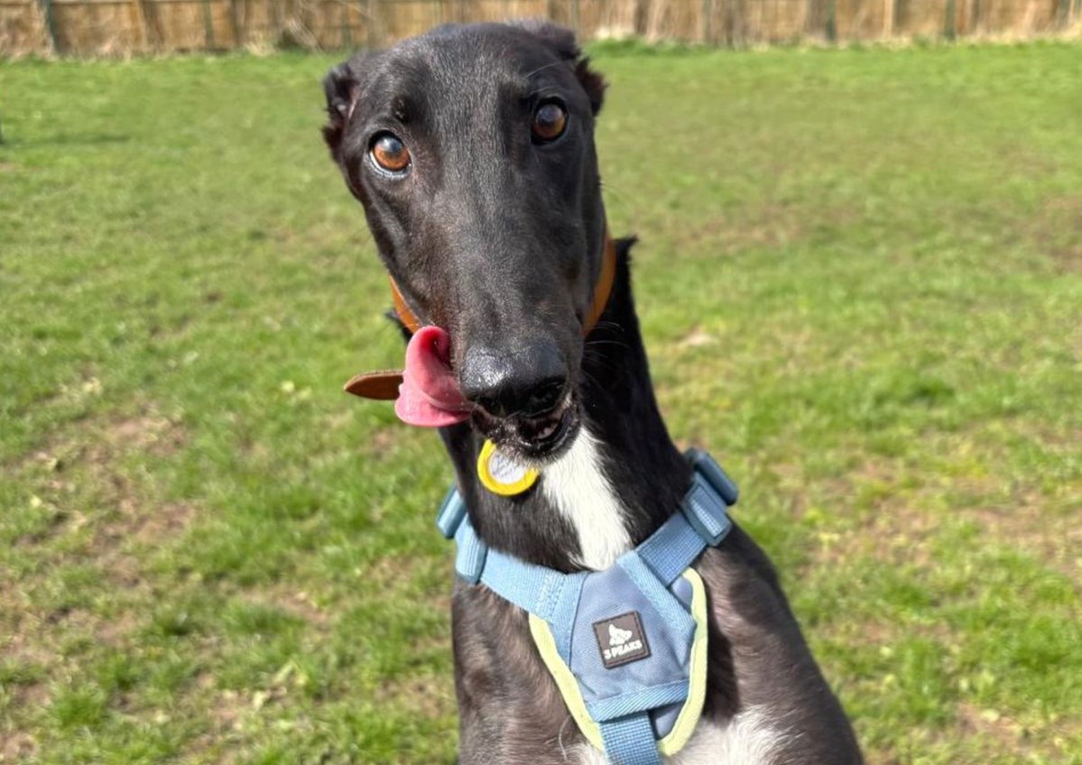 DogsTrust West Calder (Edinburgh) and Dundee tweet media