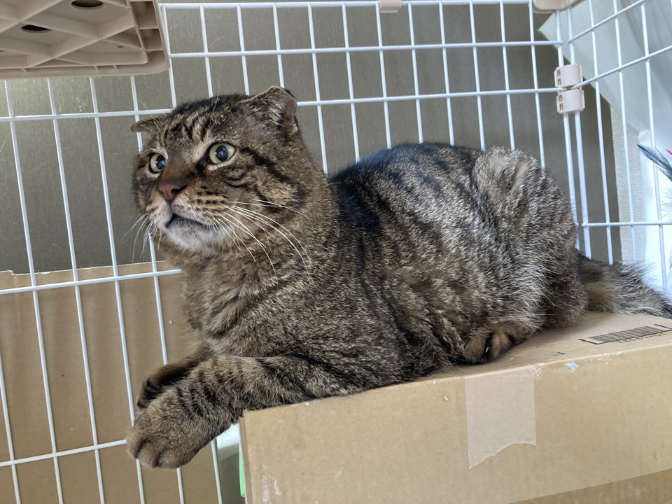 【ネコジルシ】迷い猫情報 tweet media
