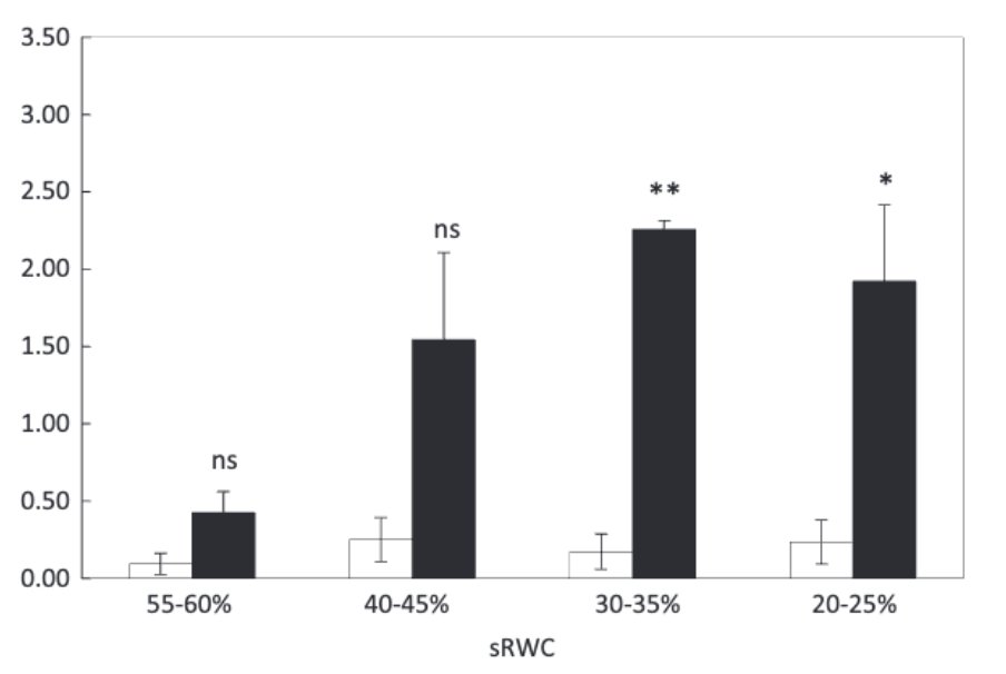 PPLplantarum's tweet image. 🍞What separates drought-tolerant oat from susceptible?

Drought-tolerant oat scavenges excess NO via upregulated phytoglobin, suppressing ethylene and polyamine-driven senescence. Validated in vivo across 10 genotypes. bit.ly/4mpIZ0V 

#Drought #NitricOxide