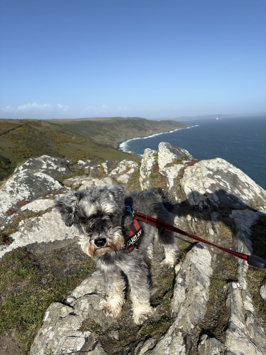 Ralph the Mini Schnauzer tweet media