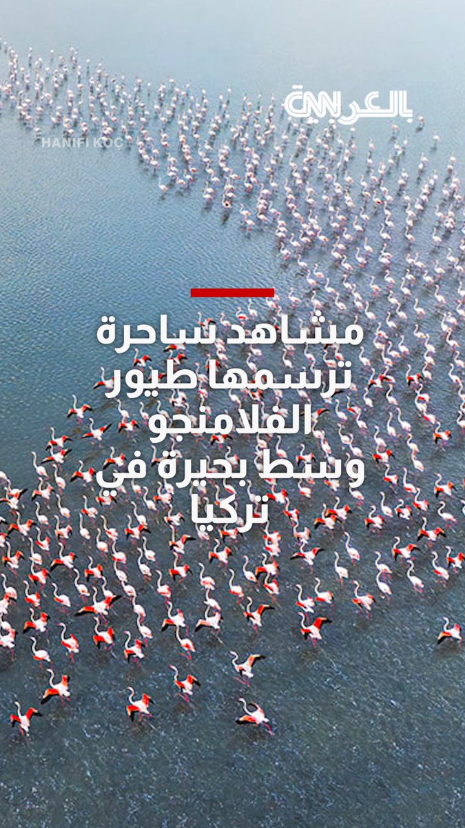 تتحرك مع بعضها البعض..طيور الفلامنجو ترسم مشاهد غريبة وسط بحيرة في تركيا 